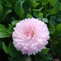 Bellis perennis